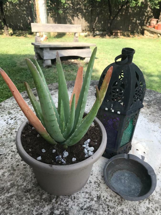 מונטה סן סאבינו Casa Aloe B&B מראה חיצוני תמונה